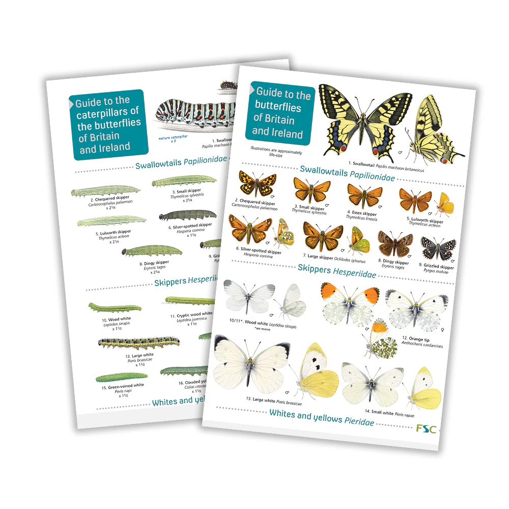 Butterfly Kit Accessories